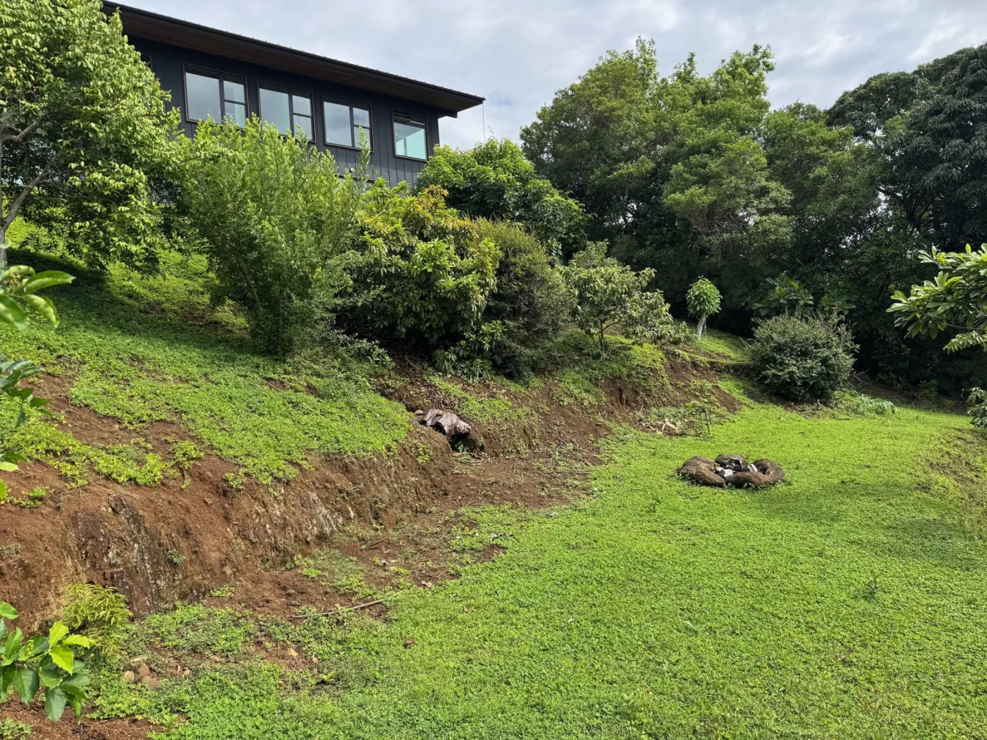 A stone-ringed fire pit on the lush green lawn below the house, which sits on the hillside among the food-forest trees