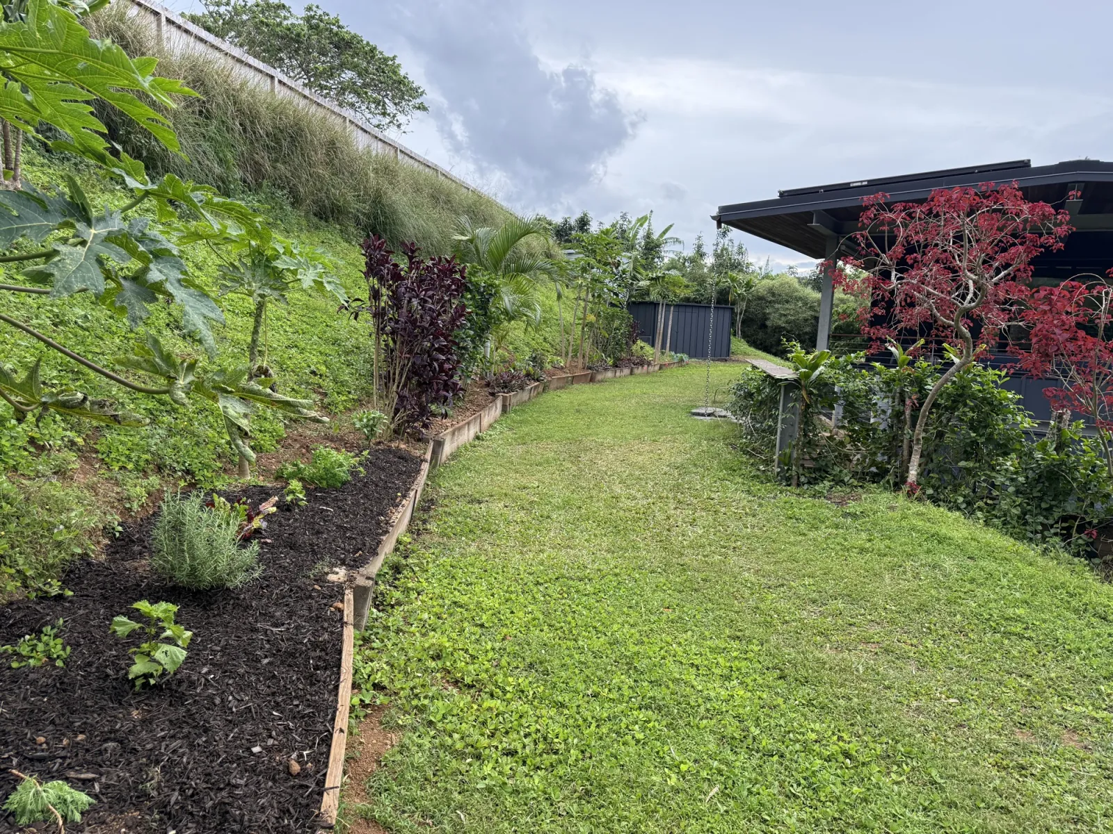 The food-forest beds along the back of the house — red ti, papaya, lavender and a flowering shrub against the dark cladding